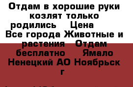 Отдам в хорошие руки козлят.только родились. › Цена ­ 20 - Все города Животные и растения » Отдам бесплатно   . Ямало-Ненецкий АО,Ноябрьск г.